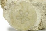 Three Fossil Sand Dollars (Scutella) - France #264724-1